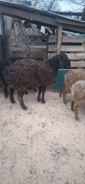 Гиссар чистокровный,баран