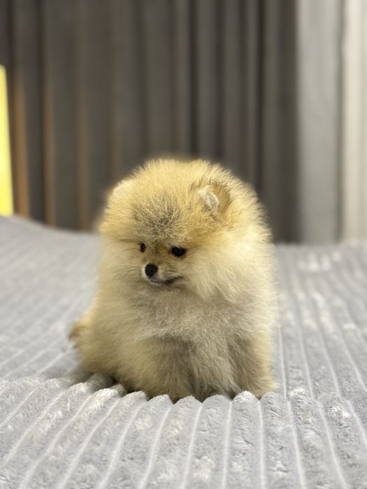 Померанский шпиц (гарантированно миник)