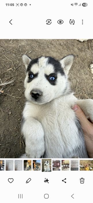 Щенки хаски продам