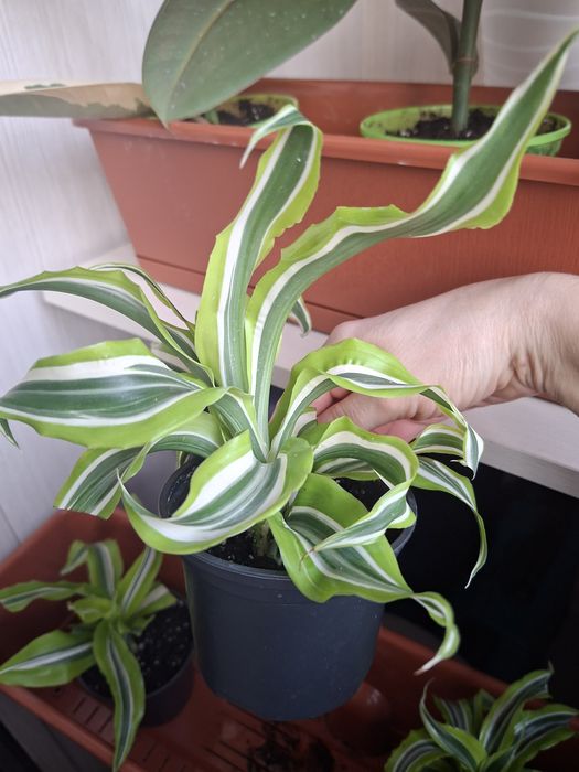 Драцена LemonLime