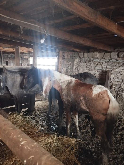 Продам жеребят годовалых