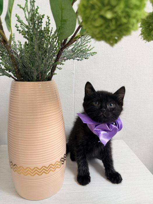 Отдадим котят в добрые руки