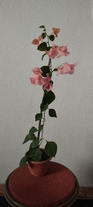 Бугенвиллия Замиокулькас- долларовое дерево