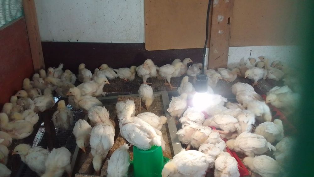 Продам цыплят бройлеров