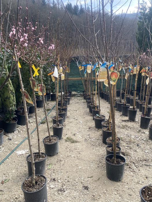 Pomi fructiferi si citrice