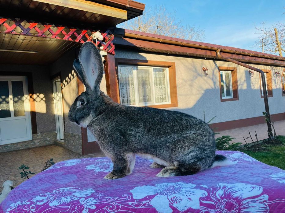 Femele / masculi uriaș german