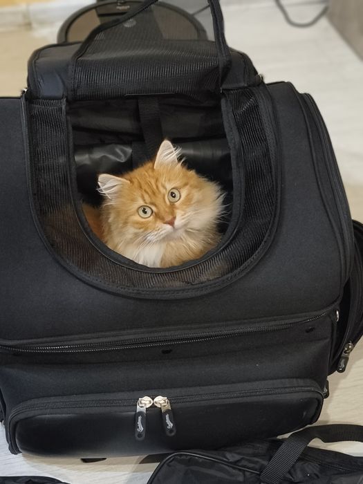 Harley Davidson  чандомашен любимец