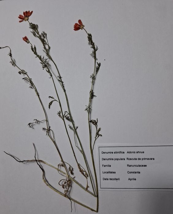 Ierbar de la 30 plante la 100, comune/medicinale cum doriti