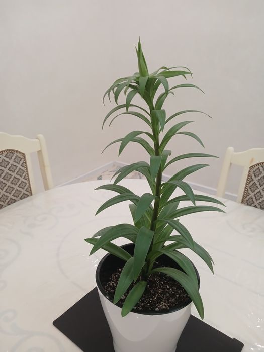 Лилия длинноцветковая