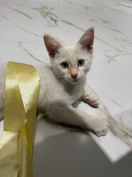 Котенок 3 мес ищет дом