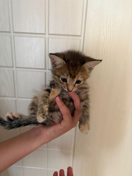 Котёнок домашний