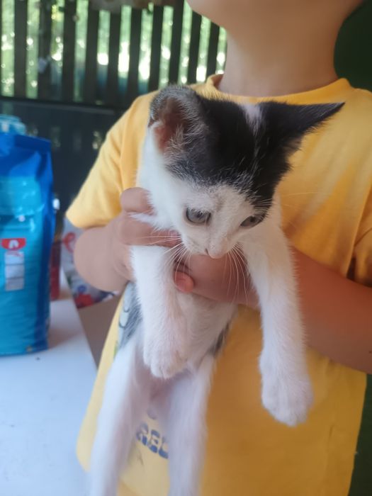 Donez 2 pisicuțe de 2 luni, deparazitati