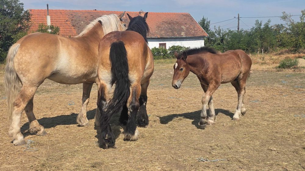 Iapa Ardenezá gestanta 15 ani si minz de 4 luni
