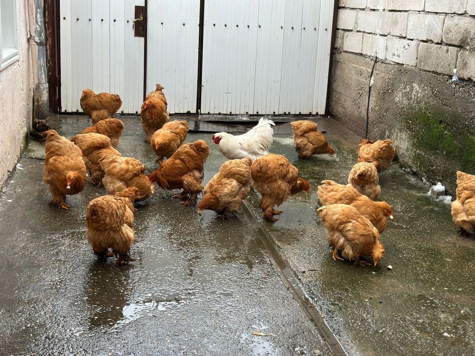 De vânzare gaini cochinchina urias galben