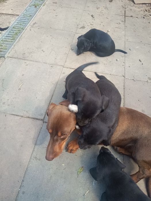 Adopție/donez căței metis