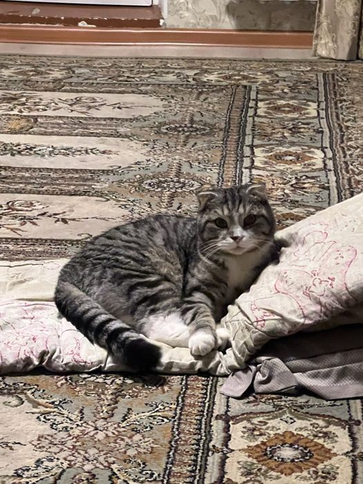 кот отдам в добрые руки