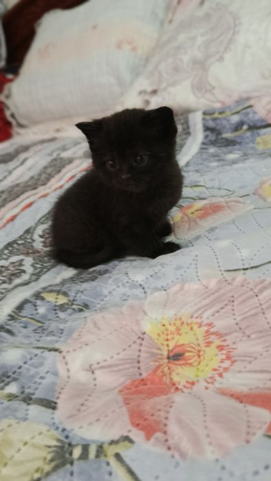 Продаются шикарные котята Британскии веслоухие