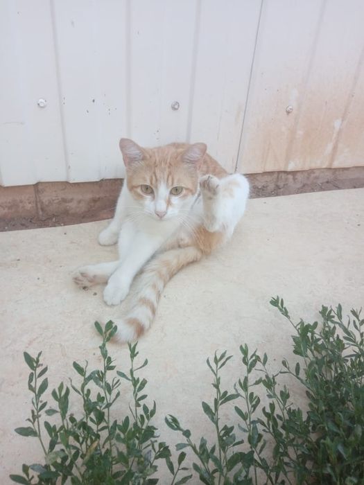 Отдам в добрые руки