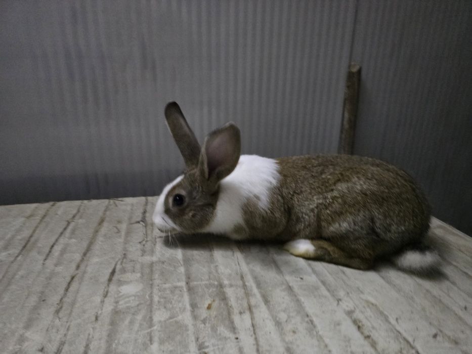 Alb Pannon Hycole Francez iepuri de carne