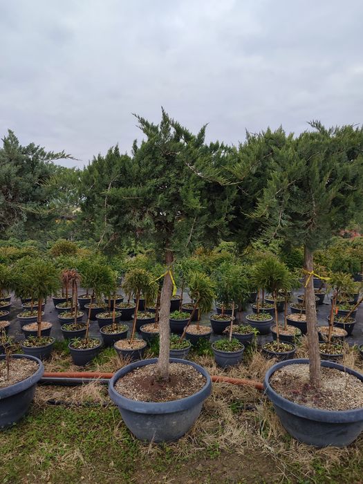 Plante ornamentale calitate