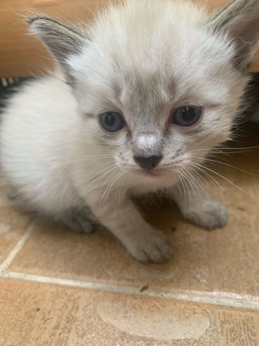Подарю замечательных котят