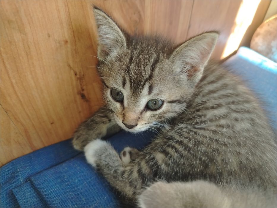 Отдам котят в добрые руки, срочно