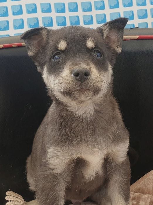 ЩеняТки разных окрасов ждут любящих хозяев