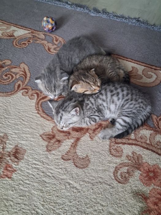 Котята готовы к переезду