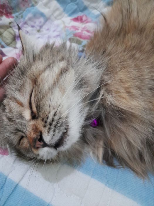 Muwu orgatilgan yuvvow