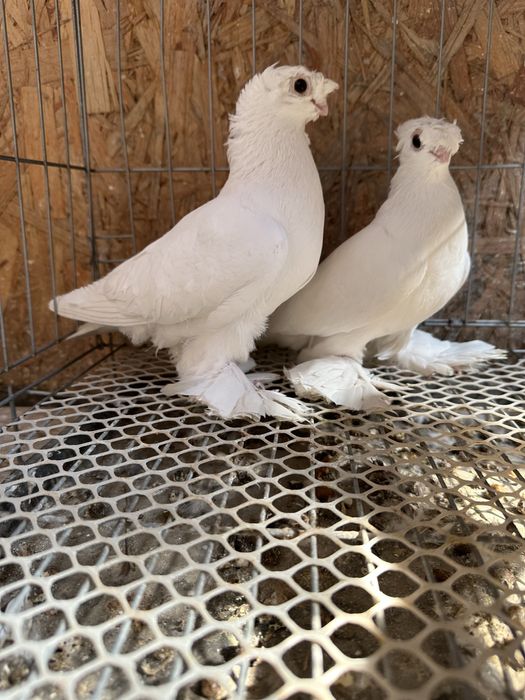 Продам домашних голубей