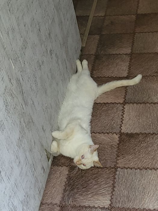 Отдам кота мальчик