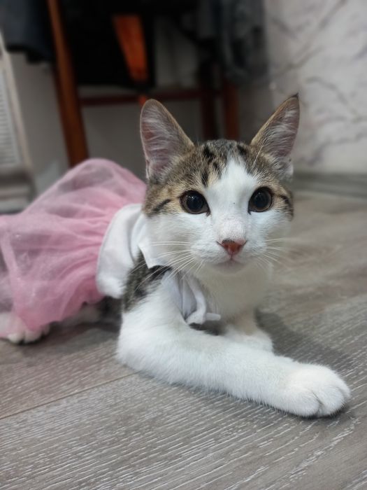 Отдам в хорошие руки