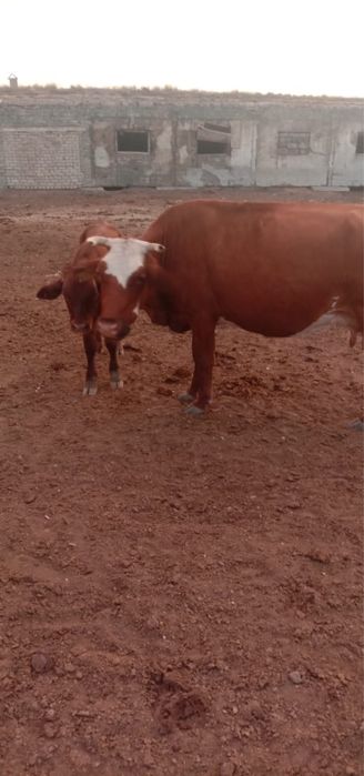 Продается крупный рогатый скот