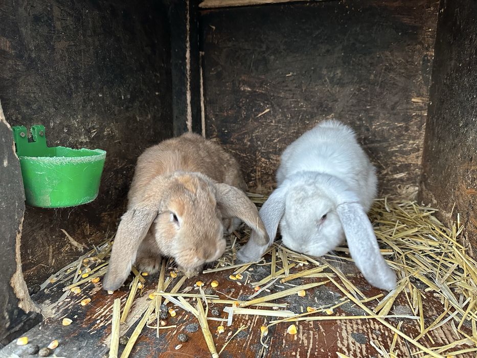 Iepuri berbec germam !!!