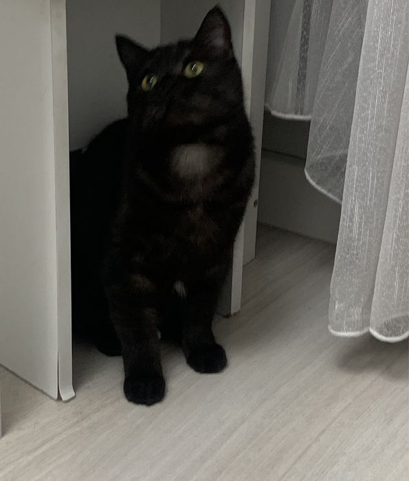 Маленькое сердечко ищет свой дом