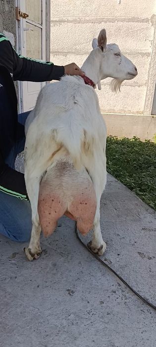 Capra nr1. De elită