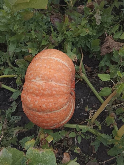 Продам тыкву этого сезона