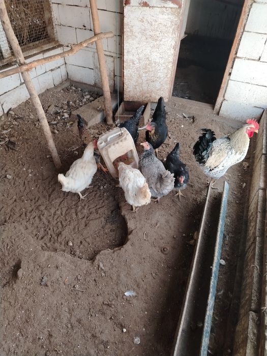 Тауыктар сатылады,срочно