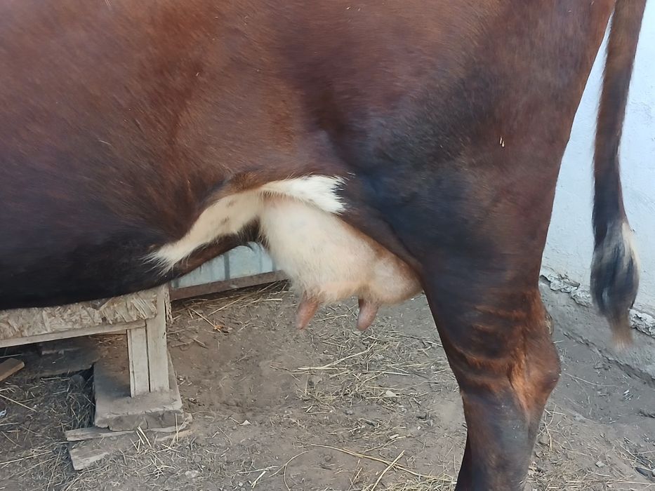 Сиыр сатам .Продам корову.