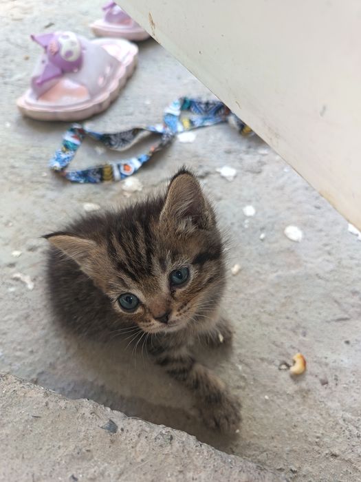Котята бесплатно