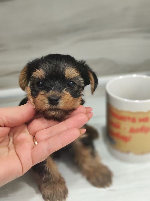 Йоркширски териер