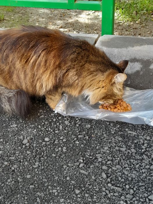 Котик белый кастрирован бесплатно