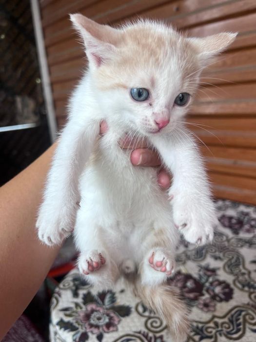 Отдам котят в хорошие руки