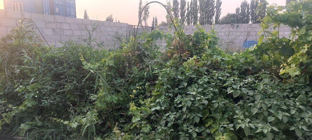 Продажа дачи, дом с огород,сад, цех производства, можно под бизнес