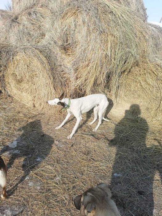 Собака Greyhound