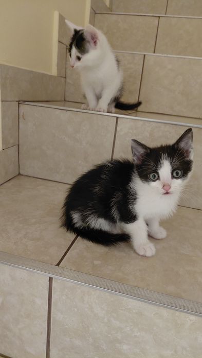 Donez 5 pui de pisica