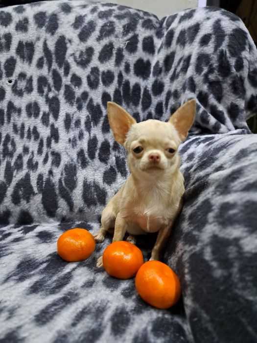 Вязка мини Чихуахуа