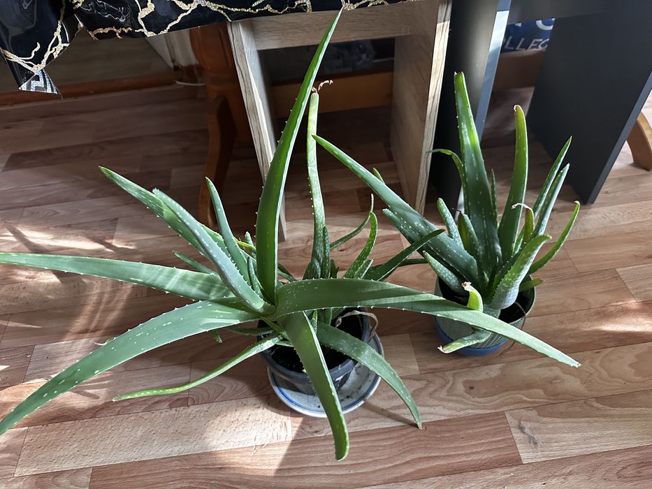 Алоэ продам,хоршие красивые