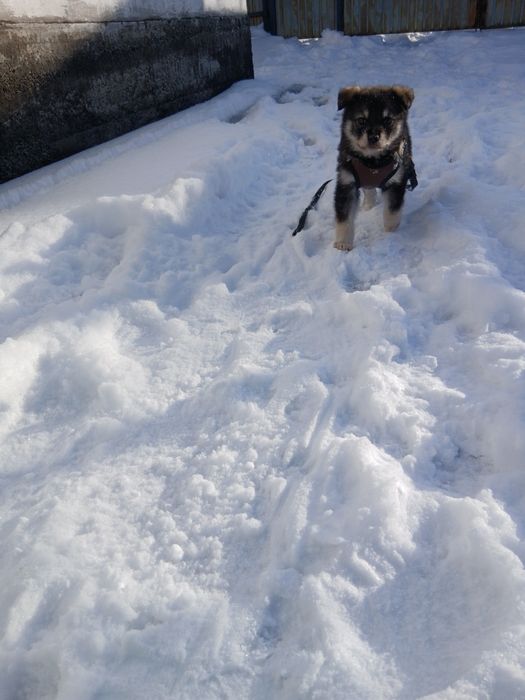 ДЕВОЧКА,щенок , СРОЧНО ищем хозяев