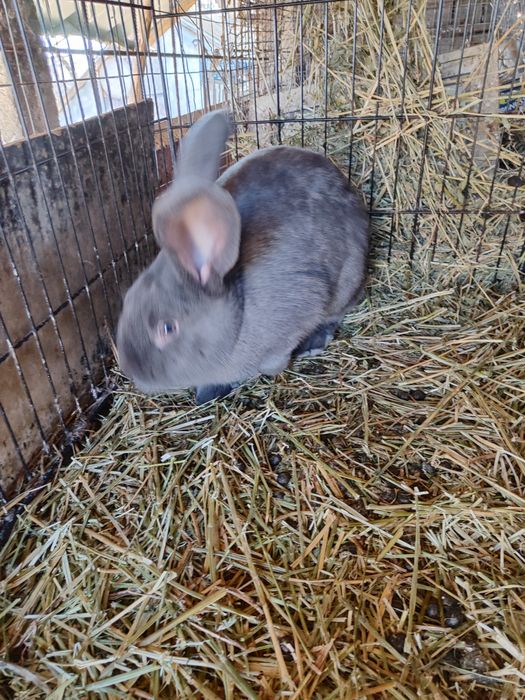 Fluture  albastru mascul